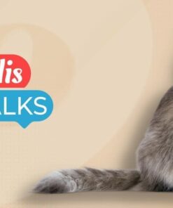 Alternative view of Equalis Talks - Síndrome Atópica Felina