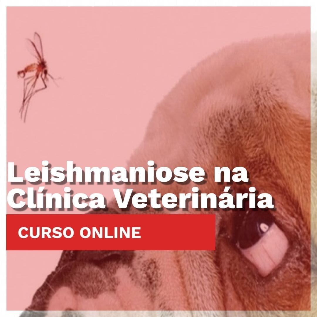 Leishmaniose na Clínica Veterinária - Imagem 2